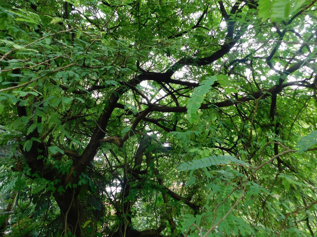 Green Woods Bethlehem Коччи Экстерьер фото